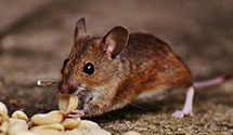 24 Hour & Emergency Exterminators in Arizona State Univ, AZ